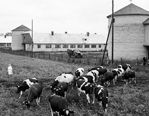 lettorszg tehenei